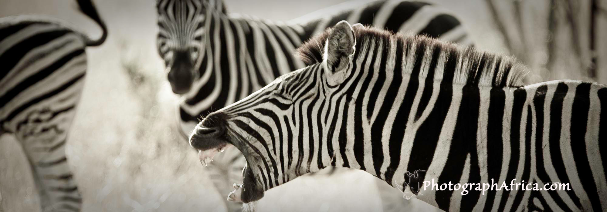 small group wildlife safaris